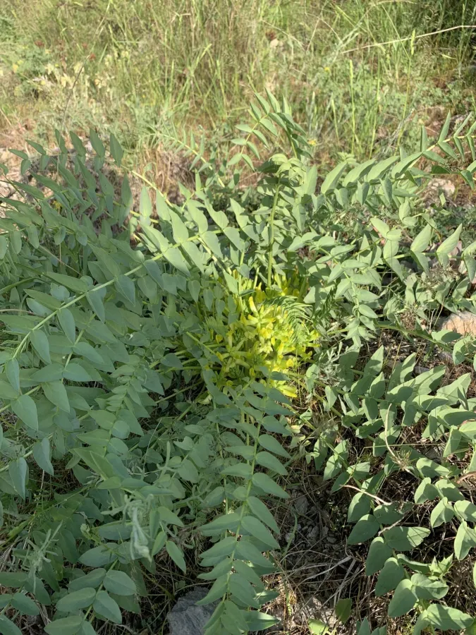 Astragalus angustiflorus