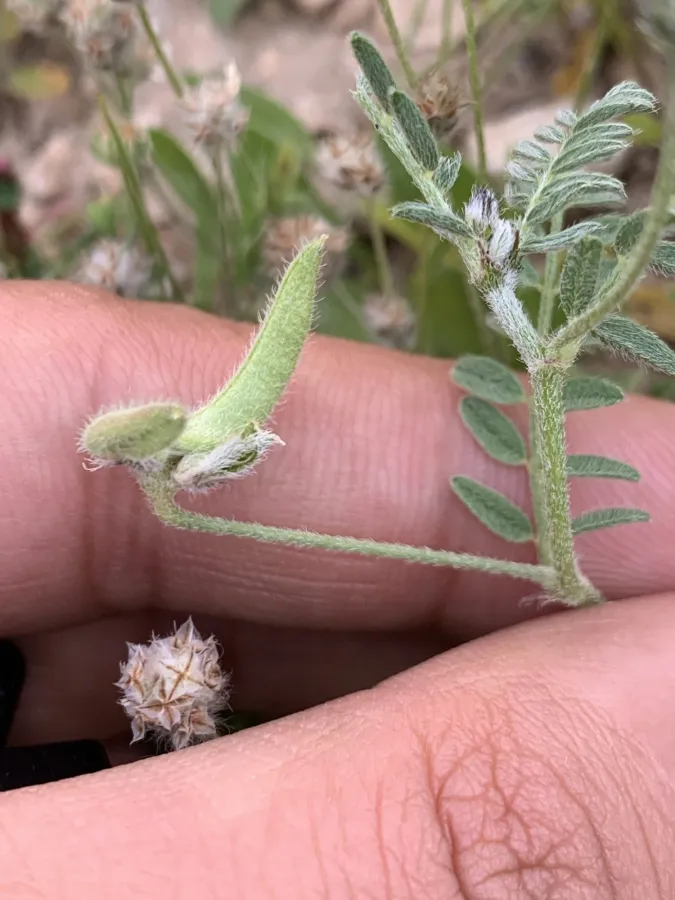 Astragalus asterias