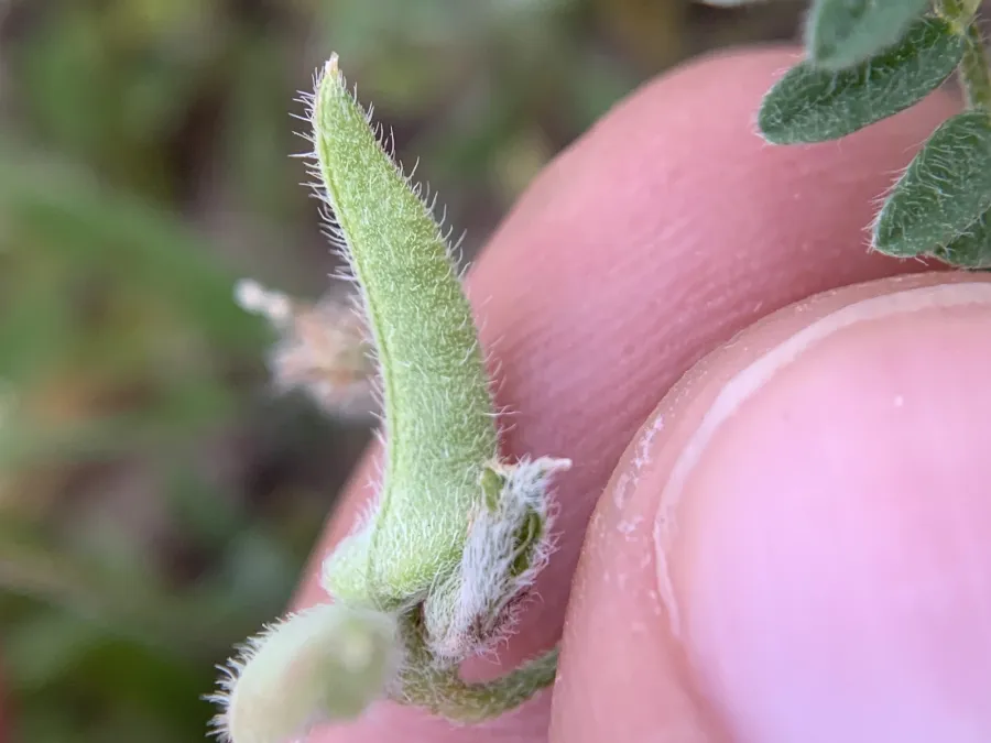 Astragalus asterias