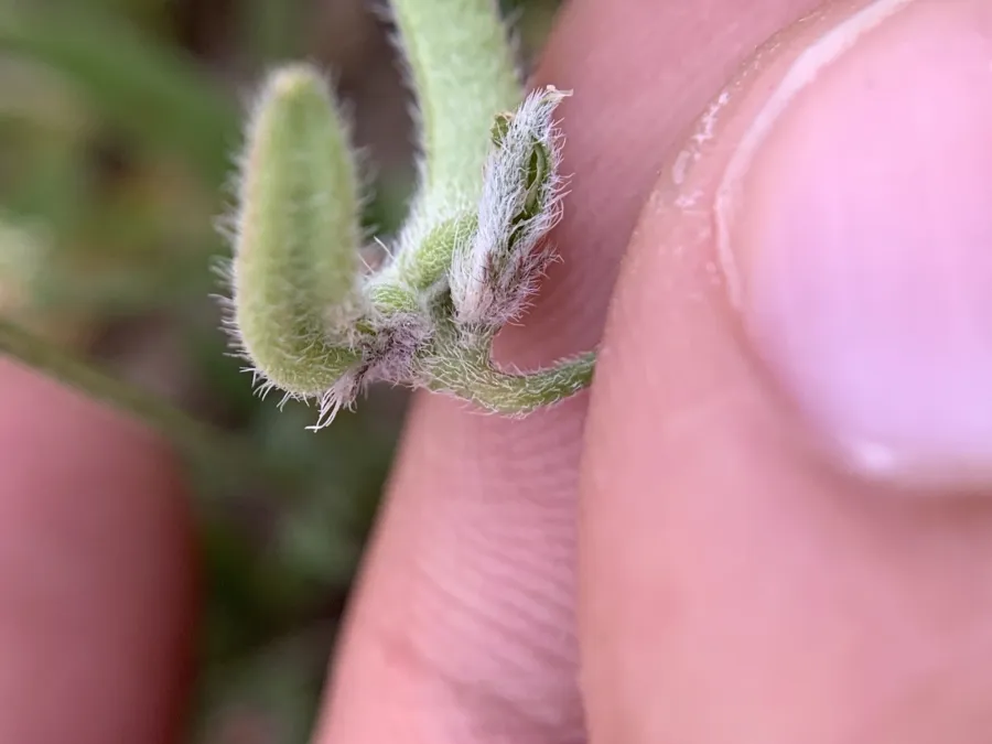 Astragalus asterias