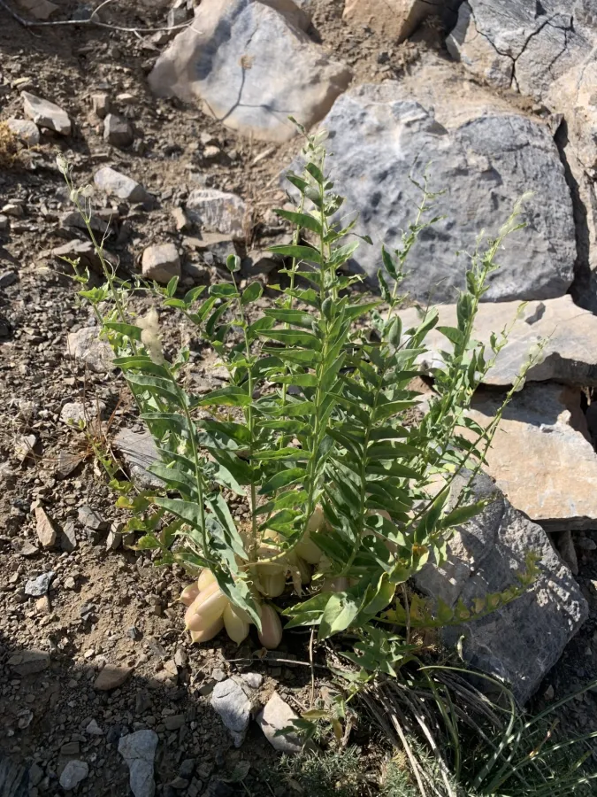 Astragalus brachystachys