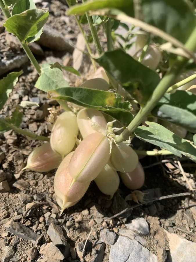 Astragalus brachystachys
