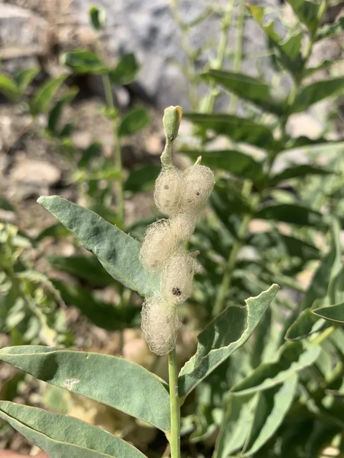 Astragalus brachystachys
