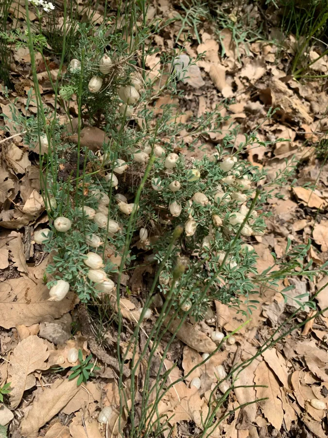 Astragalus bruguieri