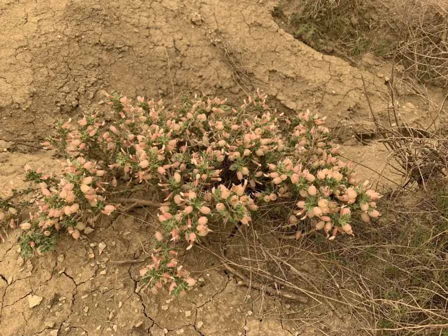 Astragalus bruguieri