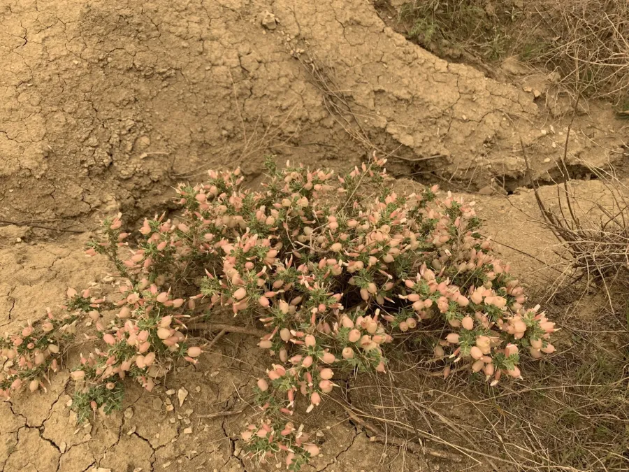 Astragalus bruguieri