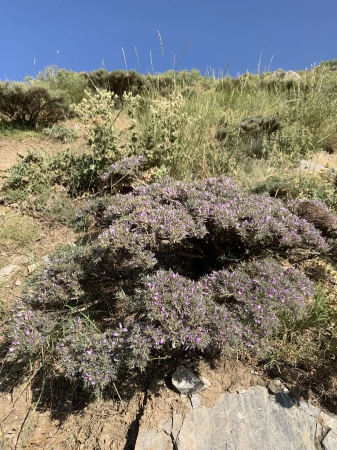 Astragalus carduchorum