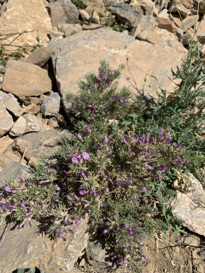 Astragalus carduchorum