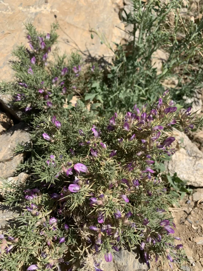 Astragalus carduchorum