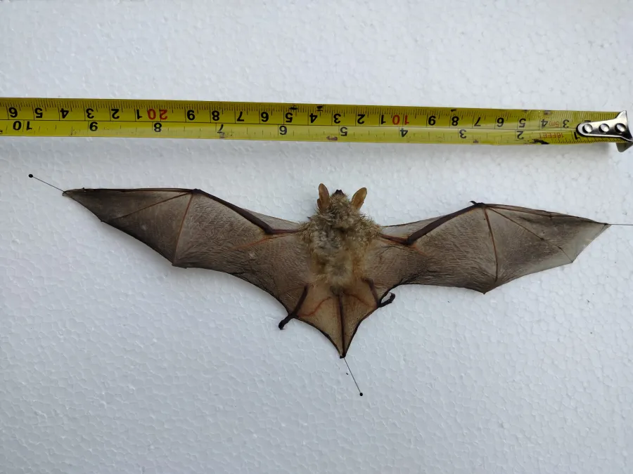 Geoffroy’s bat