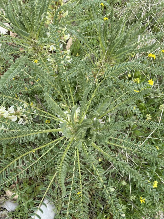 Astragalus caryolobus