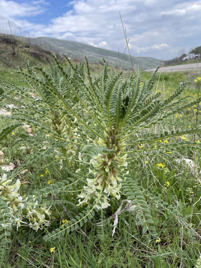 Astragalus caryolobus