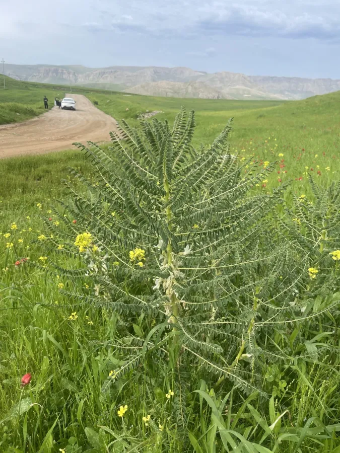 Astragalus caryolobus