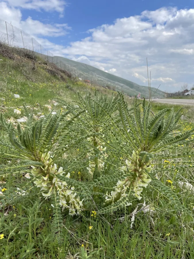 Astragalus caryolobus