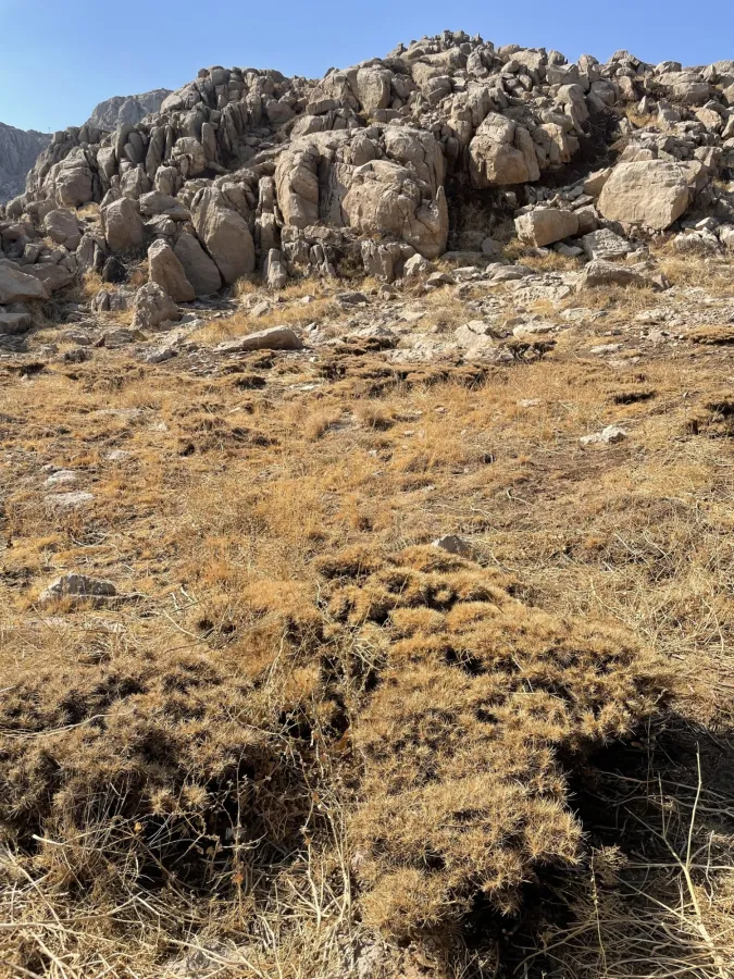 Astragalus caspicus