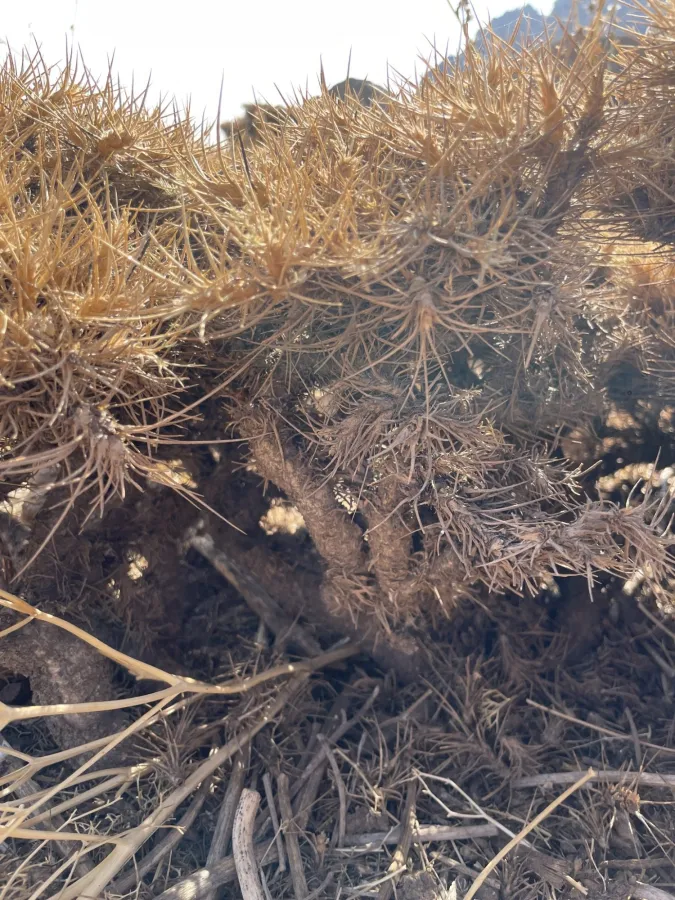 Astragalus caspicus