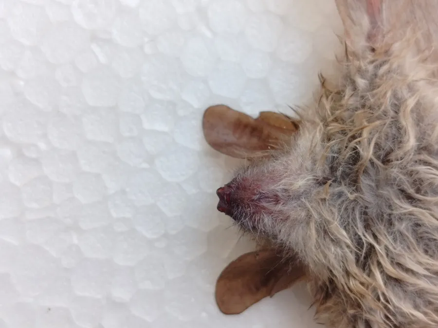 Geoffroy’s bat