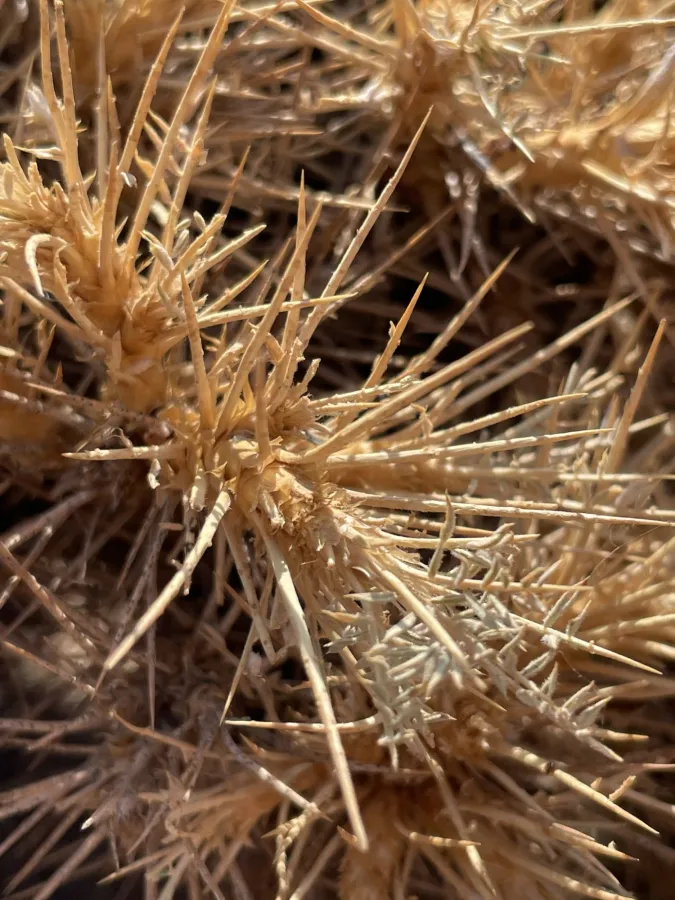 Astragalus caspicus