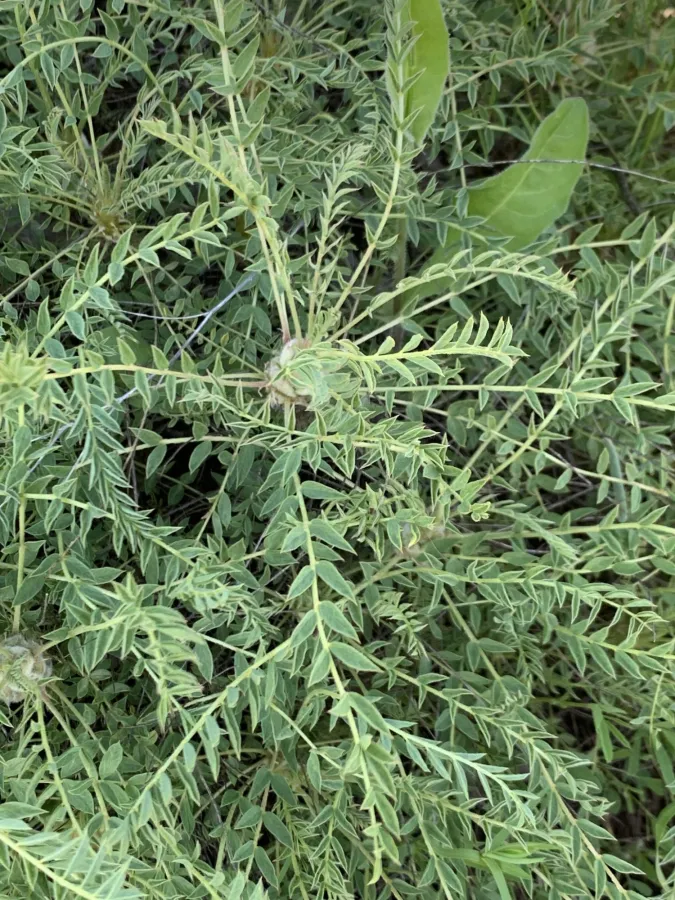 Astragalus cephalotes