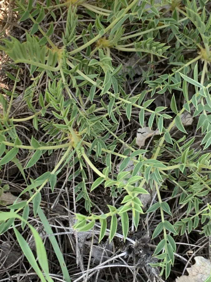 Astragalus cephalotes