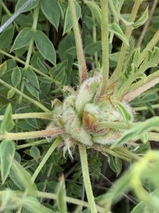 Astragalus cephalotes
