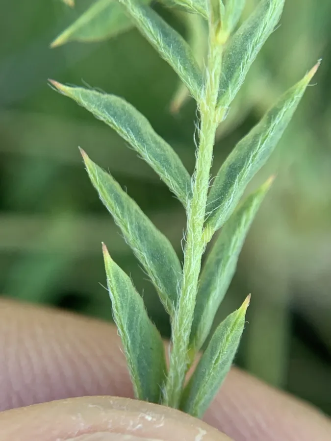 Astragalus cephalotes