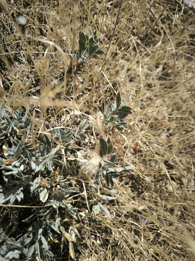 Astragalus commagenicus