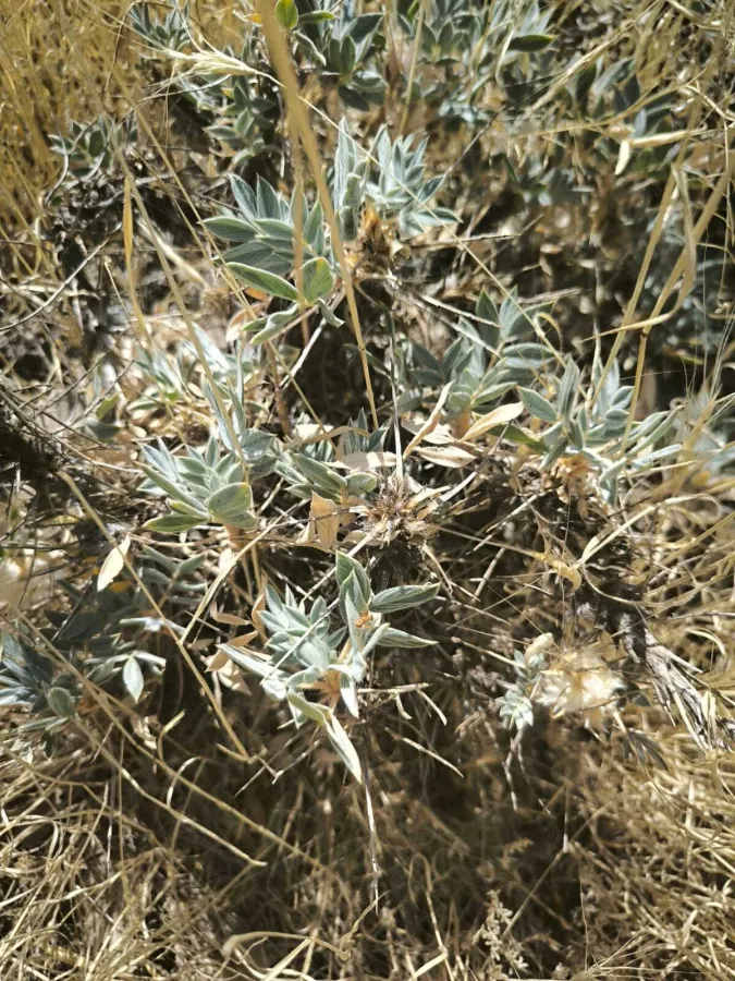 Astragalus commagenicus