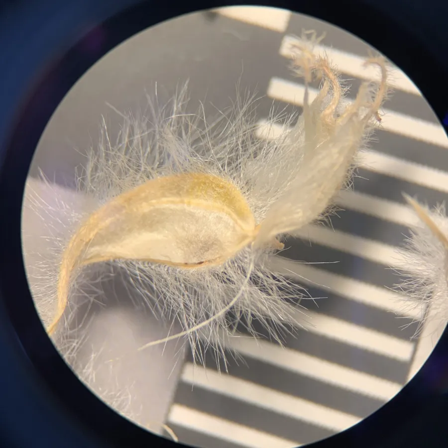 Astragalus cretaceus