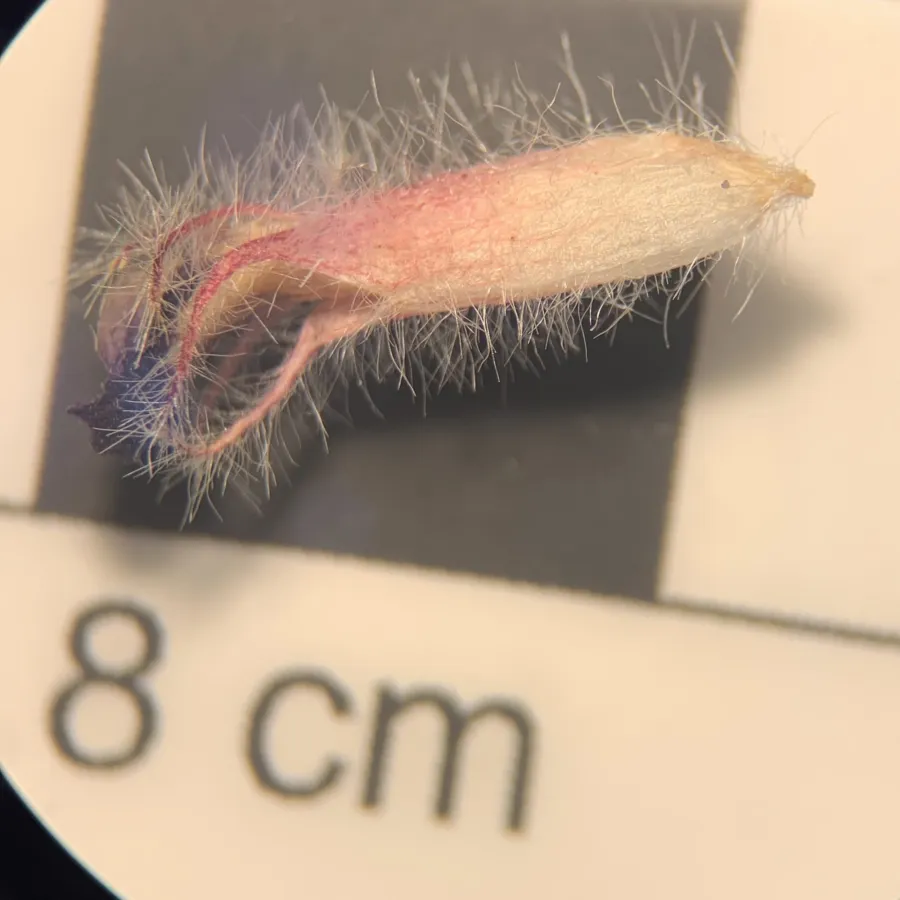 Astragalus cretaceus