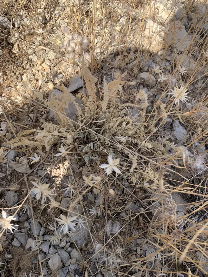 Astragalus cretaceus