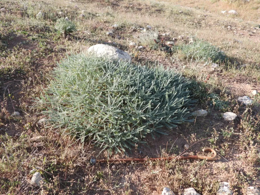Astragalus dactylocarpus