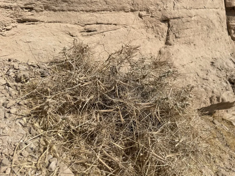 Astragalus dactylocarpus