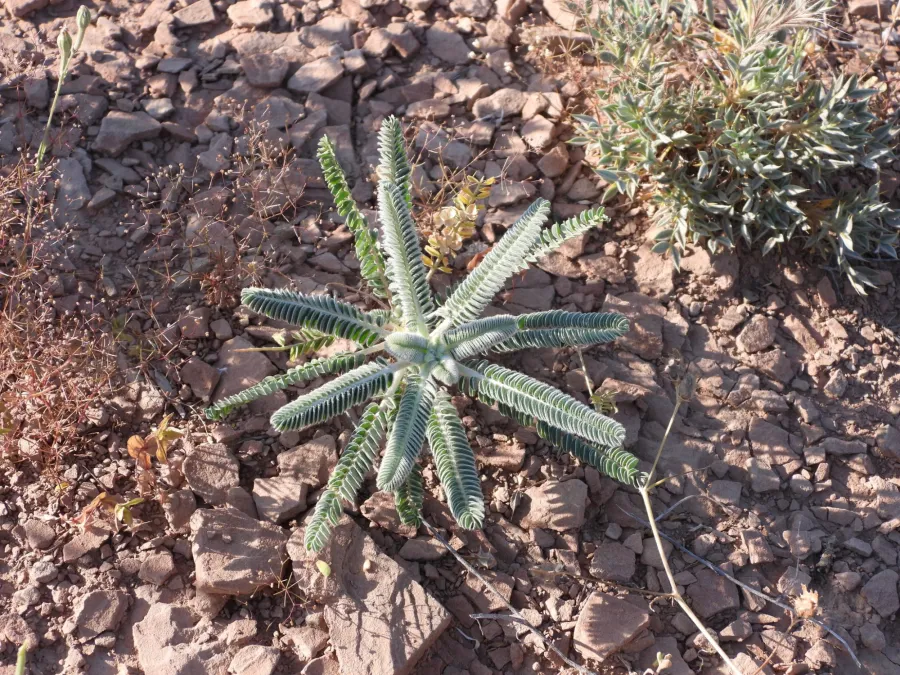 Astragalus dactylocarpus