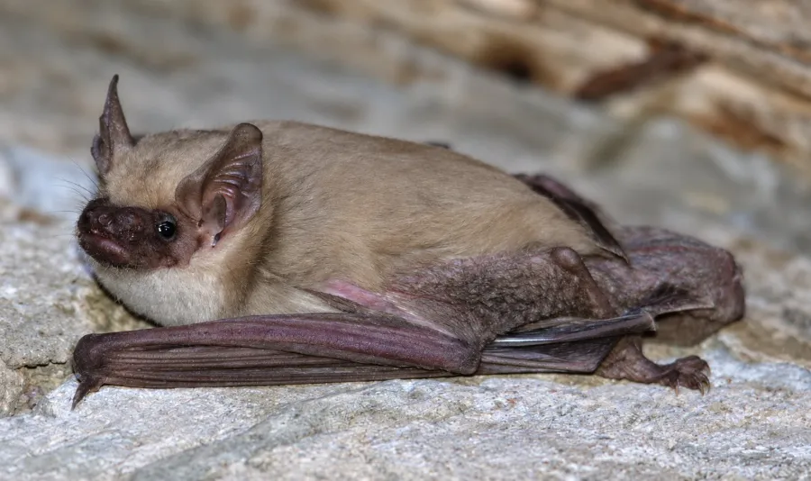 Botta’s Serotine