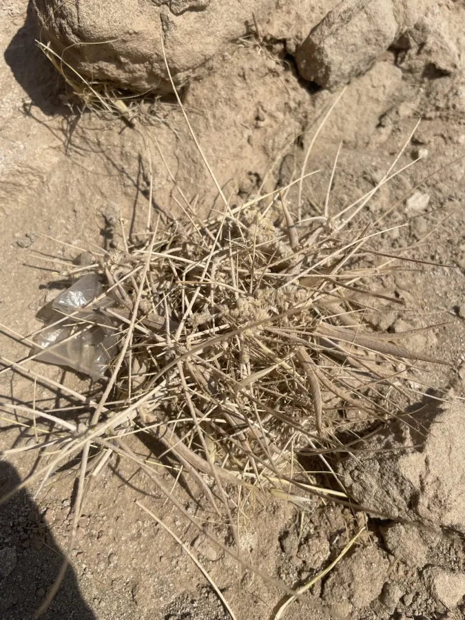 Astragalus dactylocarpus