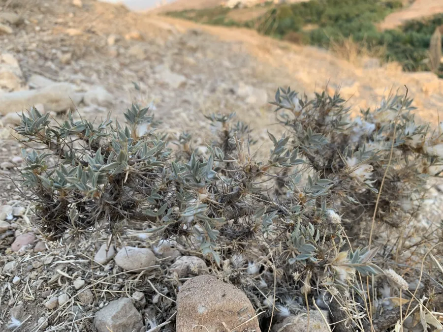 Astragalus diphtherites