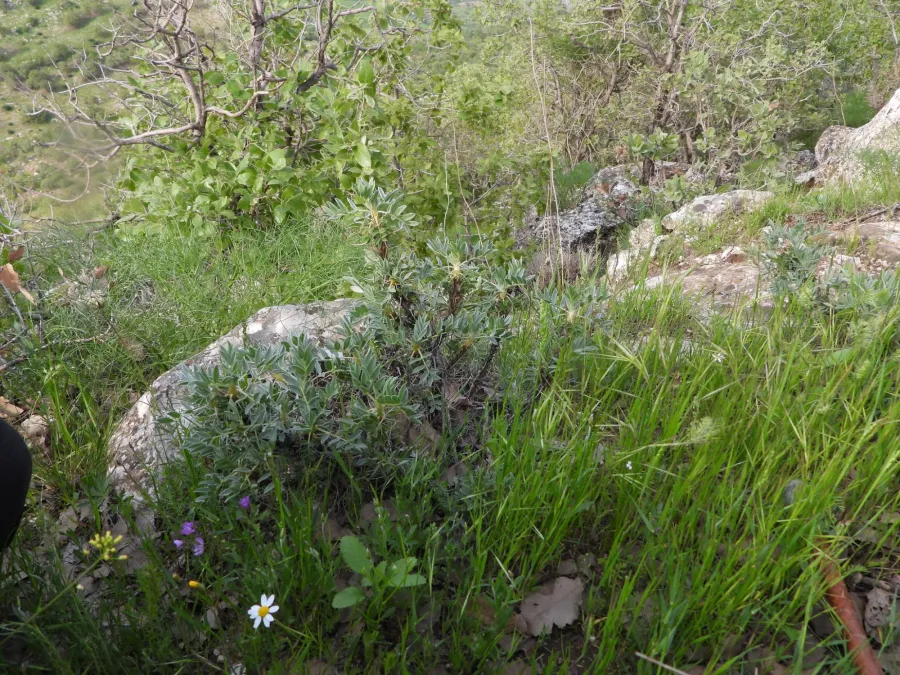 Astragalus diphtherites