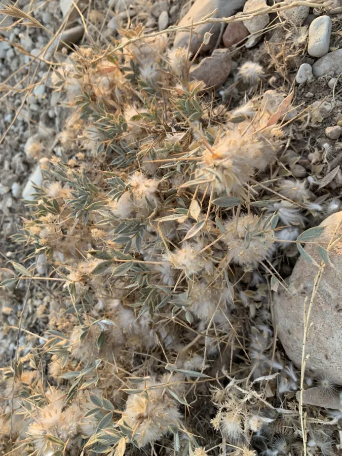 Astragalus diphtherites
