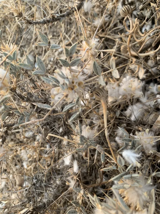 Astragalus diphtherites