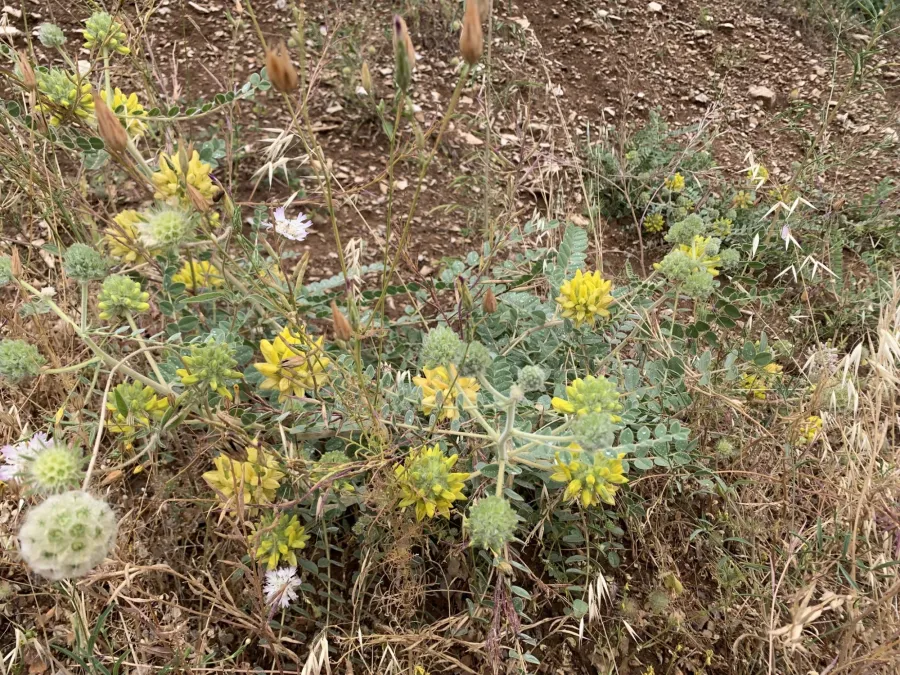 Astragalus echinops