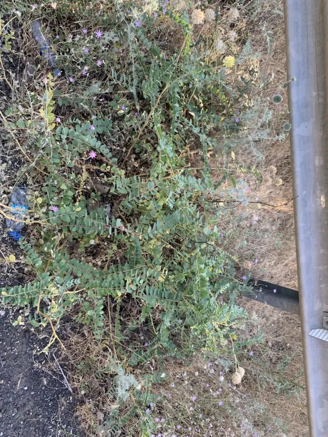 Astragalus echinops