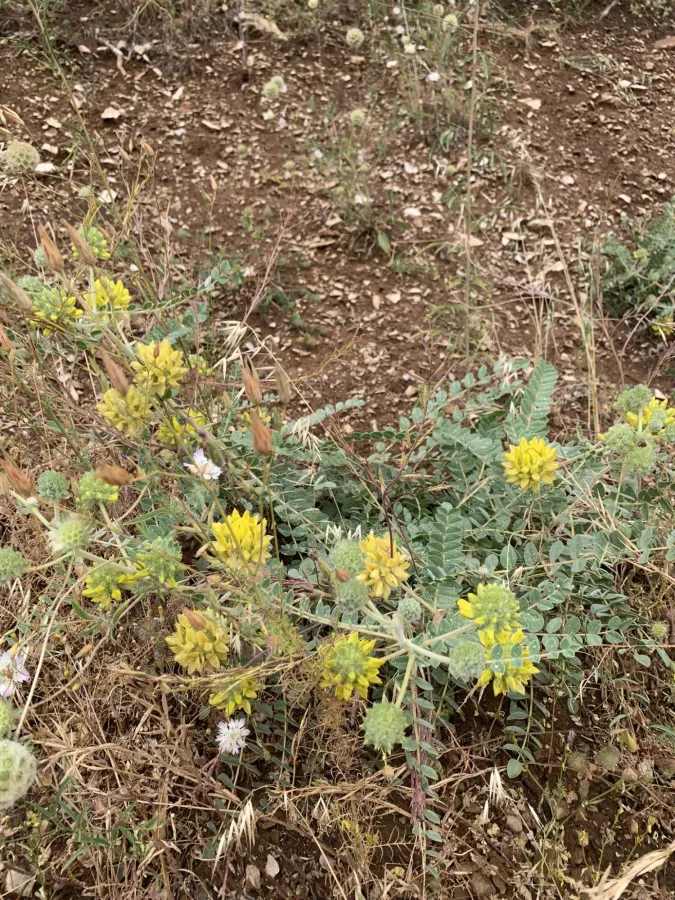 Astragalus echinops