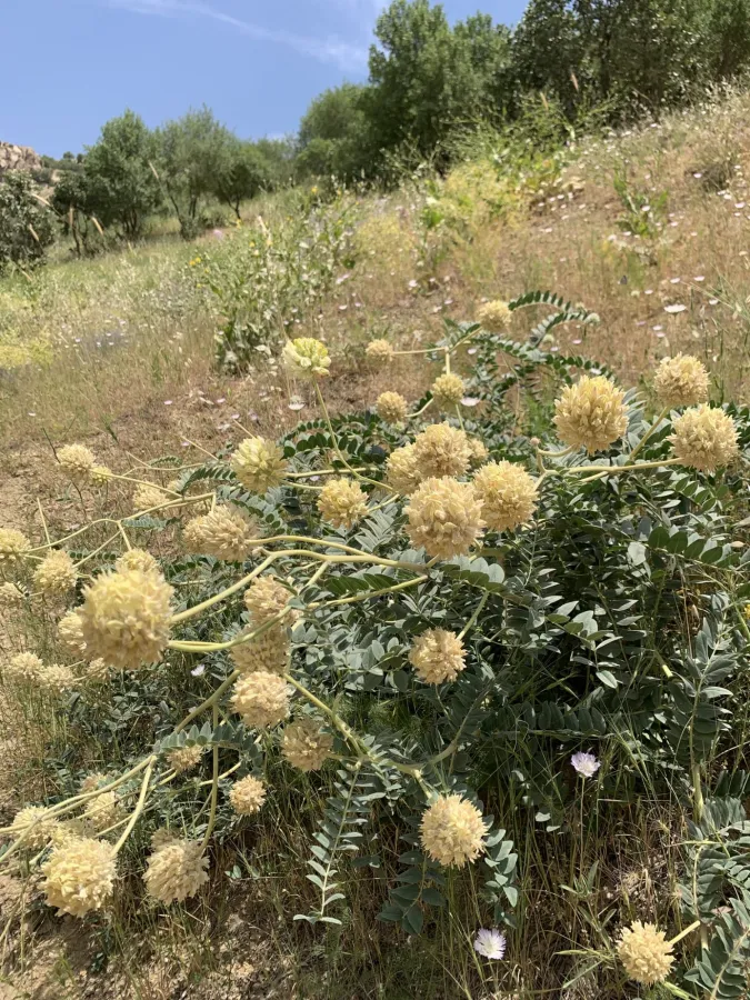 Astragalus echinops
