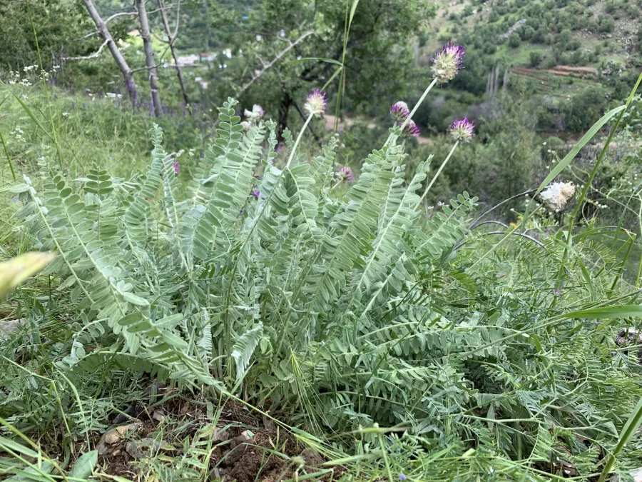 Astragalus emarginatus