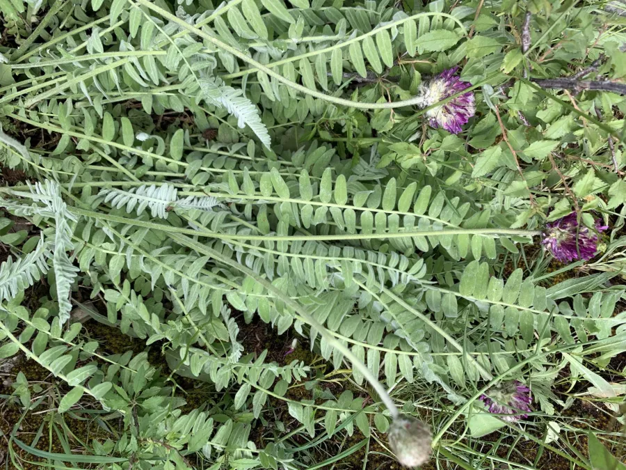 Astragalus emarginatus