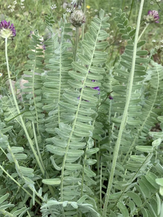 Astragalus emarginatus