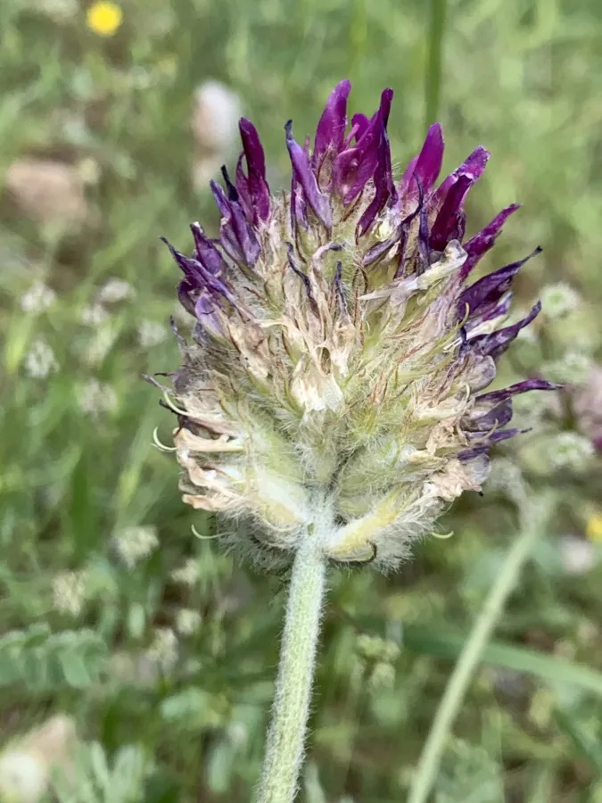 Astragalus emarginatus