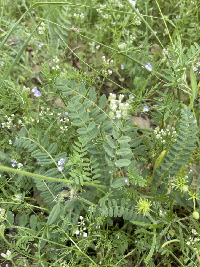 Astragalus entomophyllus