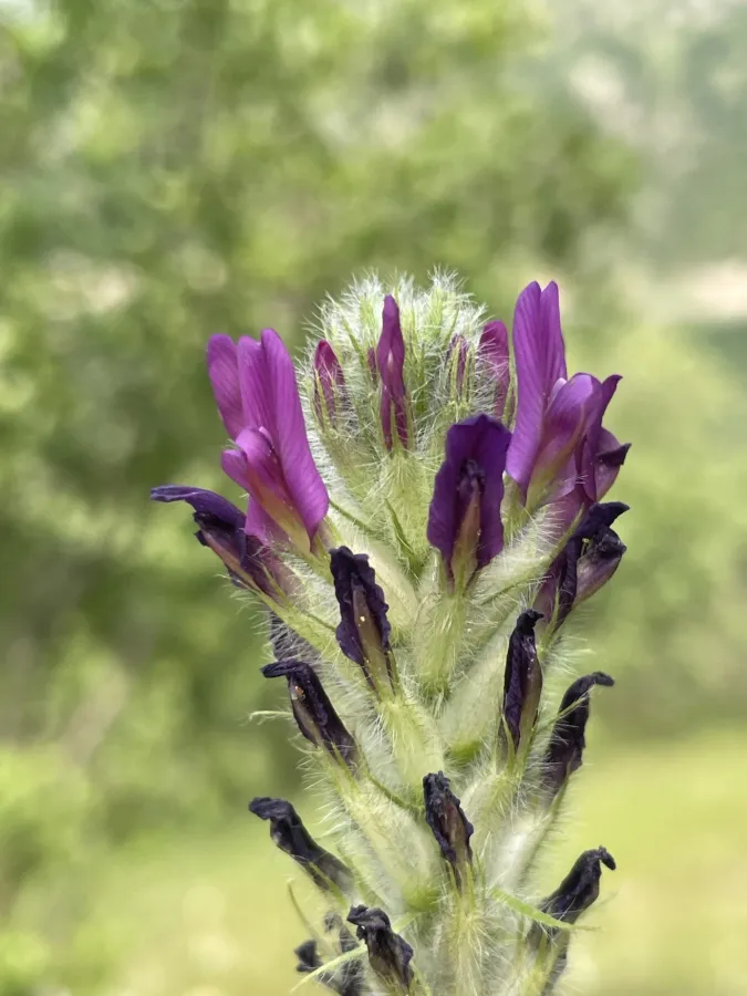 Astragalus entomophyllus